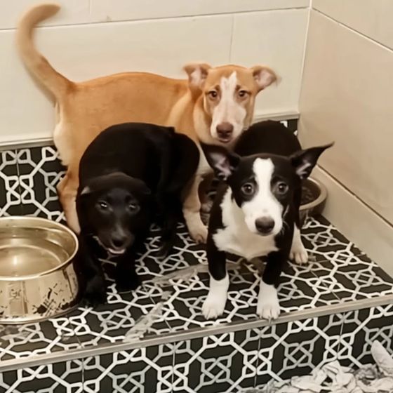 Cachorros esperando adopción en Amaita, Irún