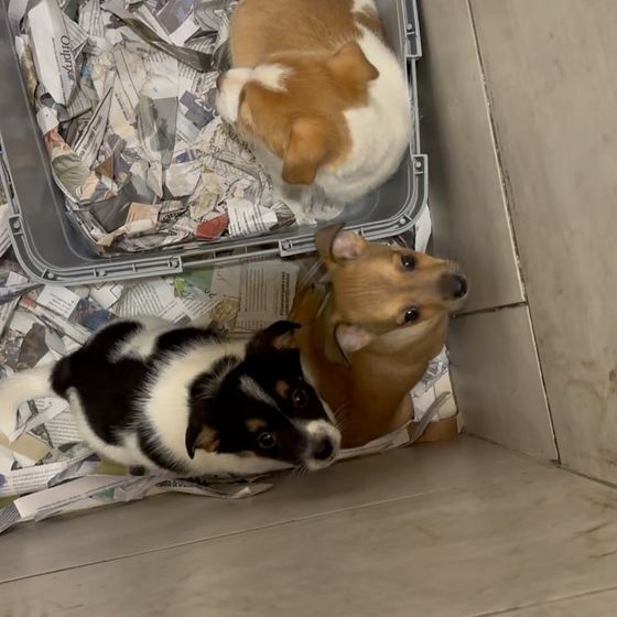 Cobayas y pequeños roedores atendidos en Amaita, veterinario de exóticos en Irún