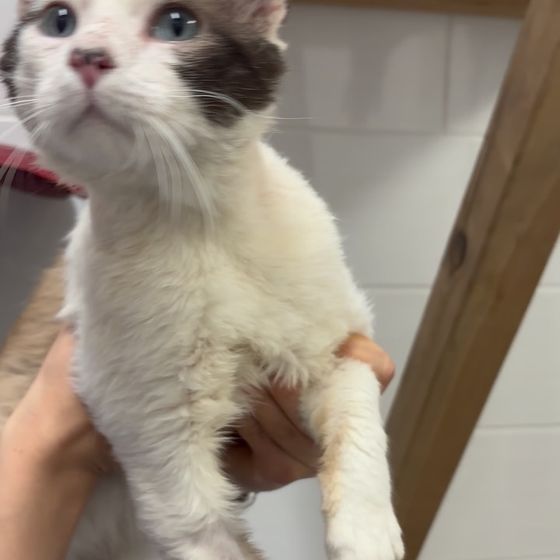 Gato en brazos de una auxiliar en la clínica veterinaria Amaita de Irún