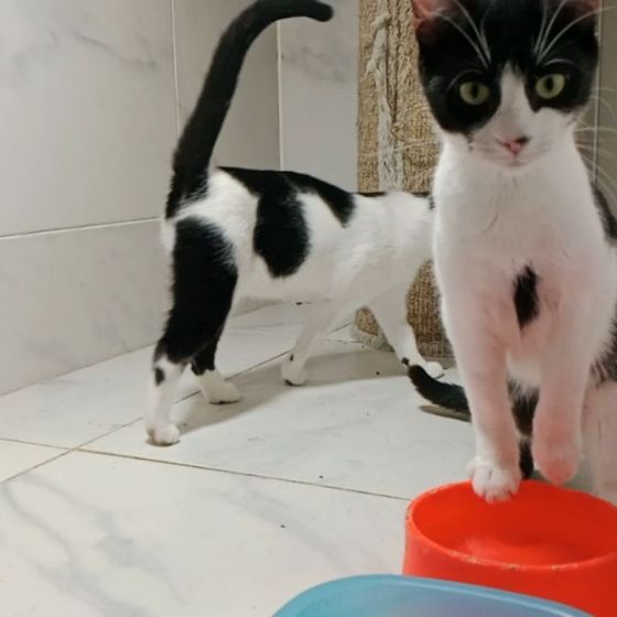 Gato alojado en la residencia felina de Amaita en Irún