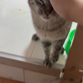 Gato atendido con mimo en la clínica veterinaria Amaita de Irún