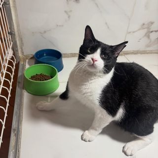 Gato blanco y negro alojado en Amaita, con sus cuencos de comida y agua