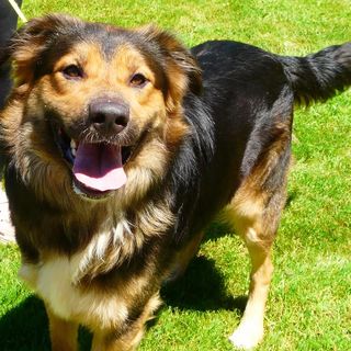 Perro sano y contento tras pasar por la clínica veterinaria Amaita de Irún