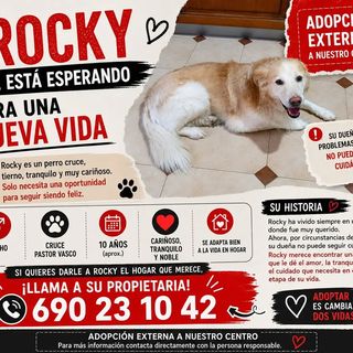 Cartel de adopción de Rocky, perro que busca hogar desde Amaita