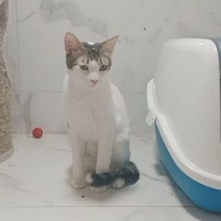 Gato en la zona de alojamiento felino de Amaita en Irún